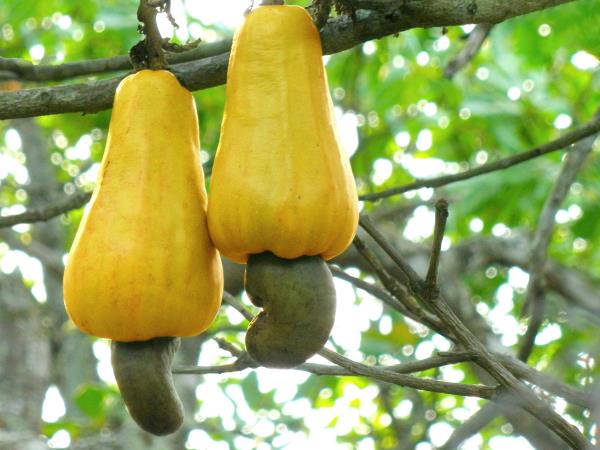 Zakaj zanemarjamo indijske oreščke?